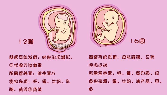 胎儿内脏什么时候发育完好啊？孕四个月了，吃什么长胎好？(宝宝肝脏发育什么时候)