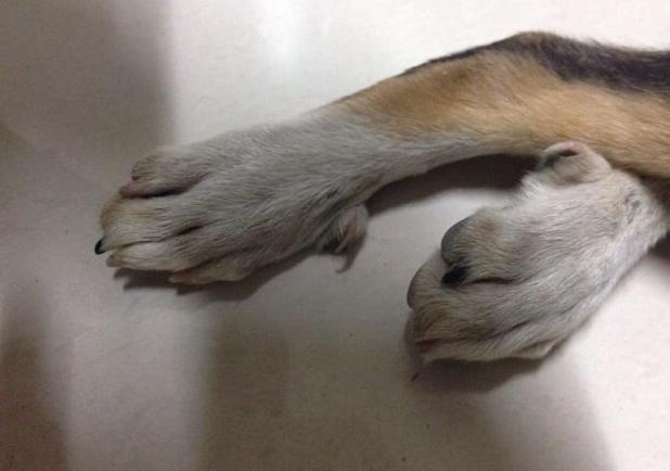 刚生的小狗四个爪子都是白色的,是不是有什么不好的说法的啊？到底是吃了什么宝宝生出来白白的