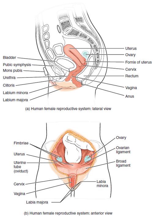女性生育系统的整体结构？女宝宝的生殖器该是什么样的