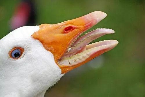 鹅舌头作用是什么？宝宝鹅舌头上有白色线条是什么