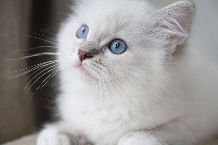 猫一直眨眼睛是怎么回事？宝宝为什么会一直眨眼睛