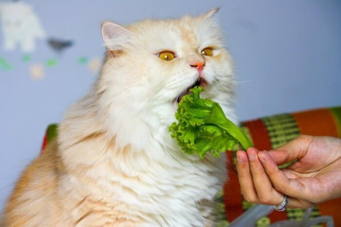 三个月的猫咪可以吃哪些蔬菜？（三个月宝宝吃什么饭）