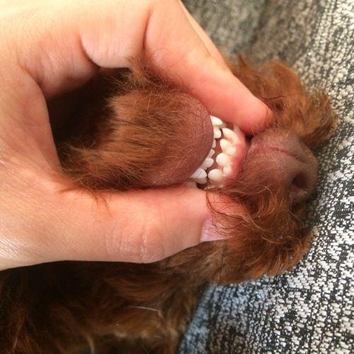 六个月大的狗的牙齿被打掉了还能长出来吗？（5个月宝宝什么长牙齿）