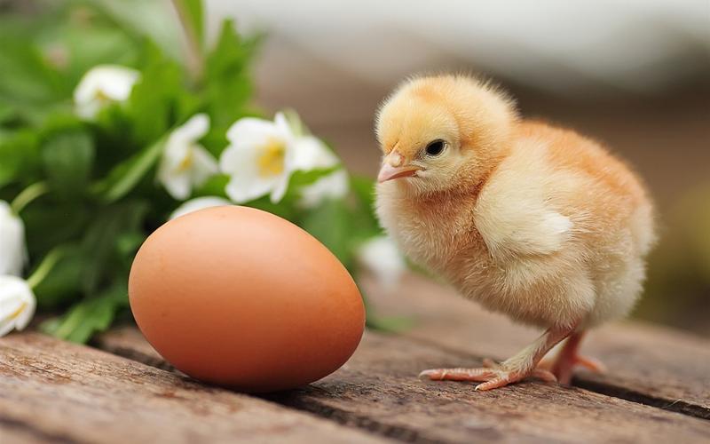刚出生三天的小鸡能吃菜吗？（1周宝宝可以吃什么蔬菜）