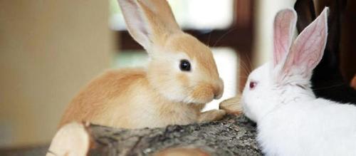 兔子为什么吃纸，兔子喜欢吃报纸怎么办？（宝宝爱吃纸是什么原因）