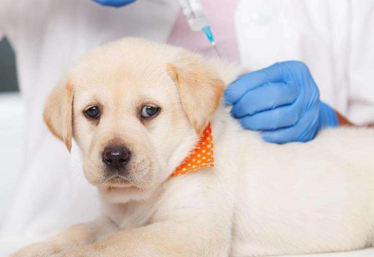 宠物狗打了疫苗还会生病吗？（为什么宝宝一打疫苗就生病）