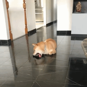 三个月小狗舔地板是什么原因？（宝宝为什么舔地板）