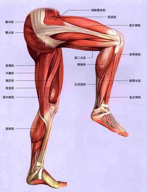 大腿内侧肌肉会动是什么原因？（为什么宝宝腿部肌肉老是动）